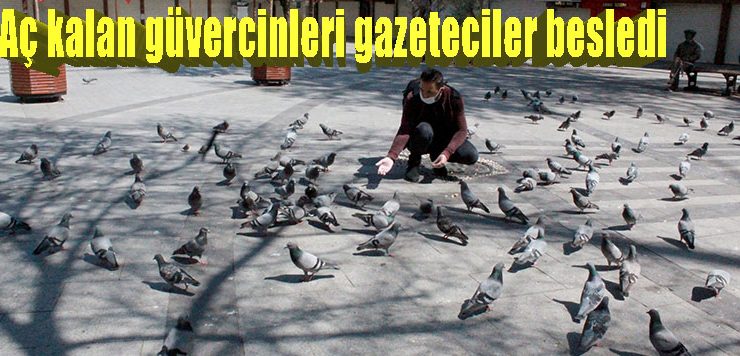 Aç kalan güvercinleri gazeteciler besledi