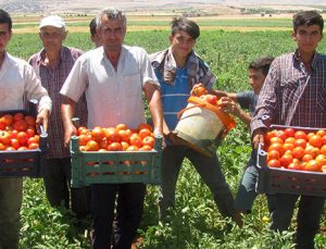 Araban’da yerli domates hasadı başladı