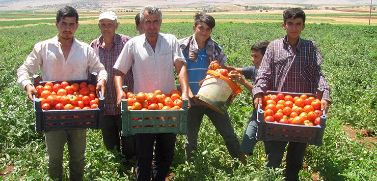 Araban’da yerli domates hasadı başladı