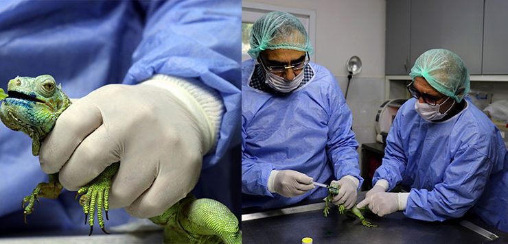 Çenesinde tümör bulunan iguana ameliyat edildi