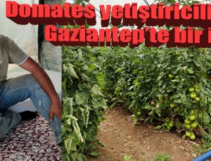 Domates yetiştiriciliğinde Gaziantep’te bir ilk