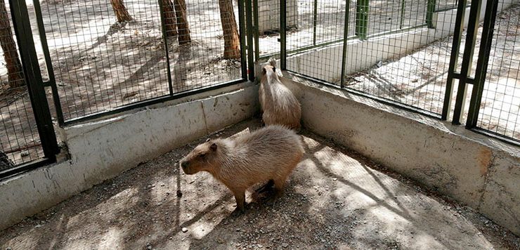 Dünyanın en iri kemirgeni kapibara’ya  yoğun ilgi