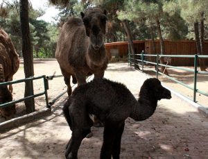 Gaziantep Hayvanat Bahçesi’nde yavru deve ve zebra heyecanı