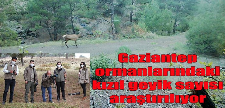 Gaziantep ormanlarındaki kızıl geyik sayısı araştırılıyor