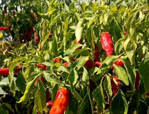 Gaziantep‘te kırmızı biber hasadı başladı