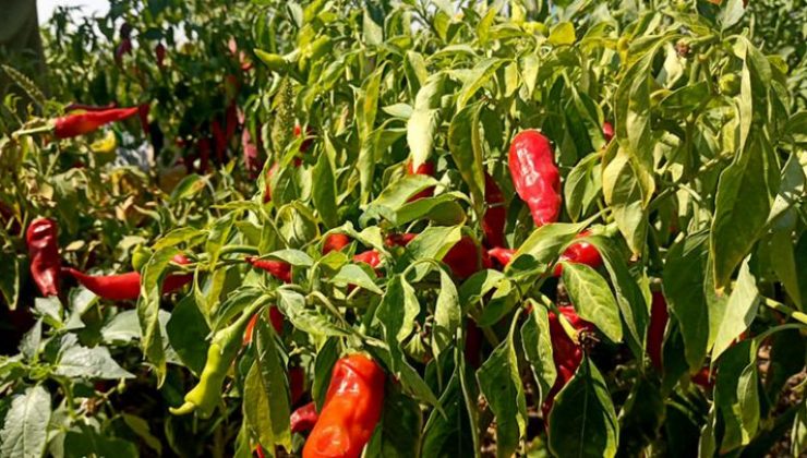 Gaziantep‘te kırmızı biber hasadı başladı