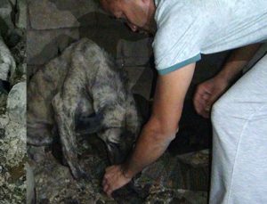 İtfaiye ekipleri yavru köpekleri boğulmaktan kurtardı