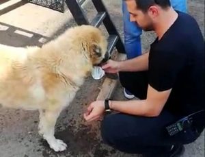 Susayan köpeğin imdadına polisler koştu