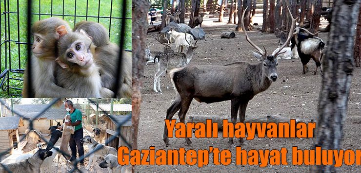 Yaralı hayvanlar Gaziantep’te hayat buluyor