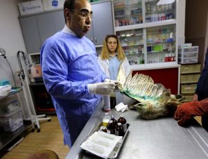 Yaralı ve hasta hayvanlar, hayvan hastanesinde sağlığına kavuşuyor