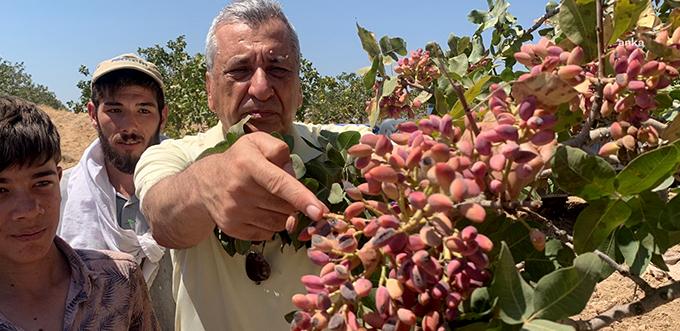 ANTEP FISTIĞI DÜNYANIN EN İYİ KURUYEMİŞLER LİSTESİNDE AMA…